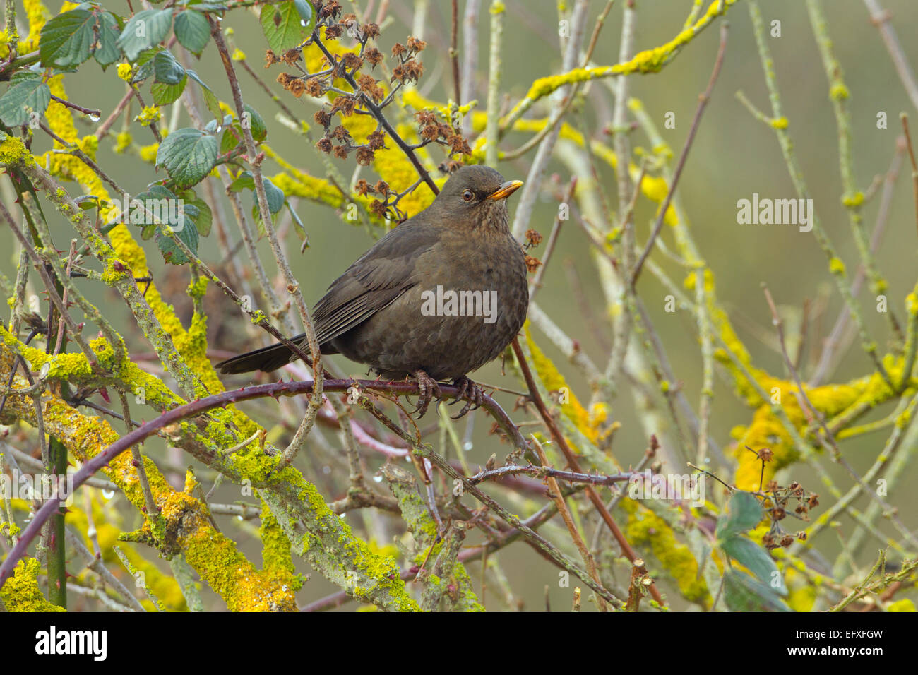 Amsel Turdus Merula weiblich im Garten Hecke Stockfoto