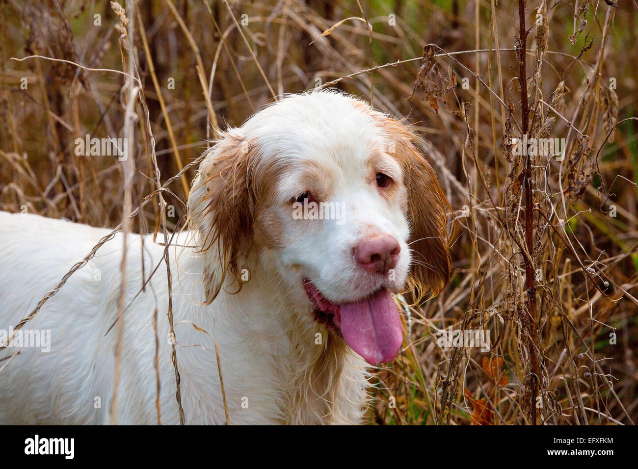 Portrait von clumber spaniel Gun Dog mit herausgestreckter Zunge im Sumpfland, Oxfordshire, England Stockfoto