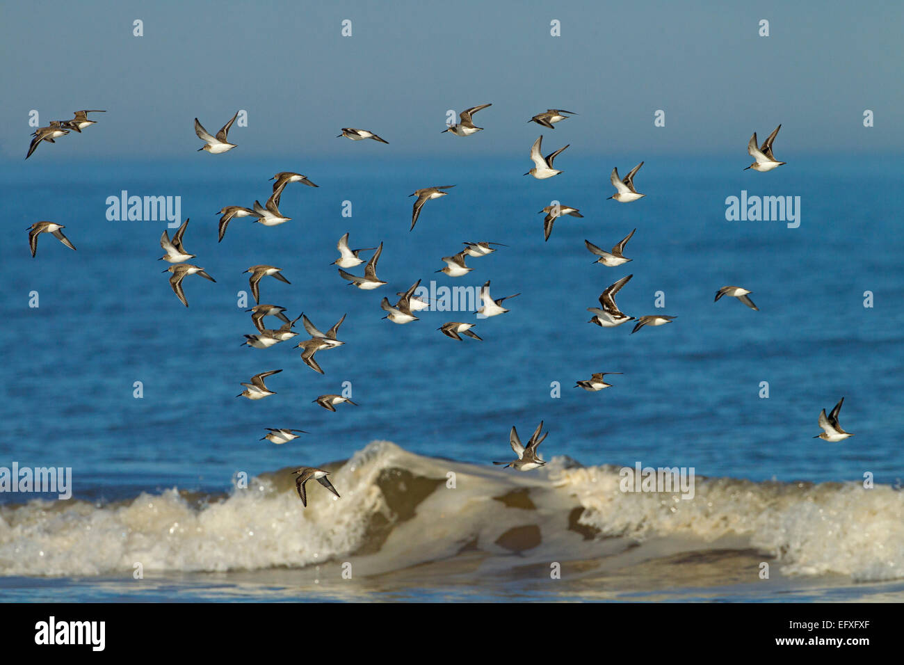 Alpenstrandläufer Calidris Alpina in Scharen fliegen entlang Titchwell Strand Norfolk Stockfoto