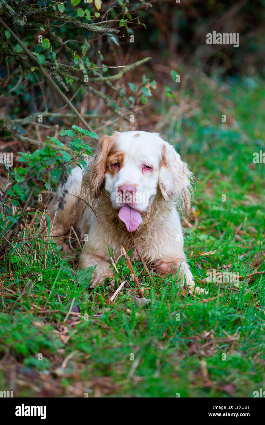 Clumber spaniel Warten in der Hecke Stockfoto