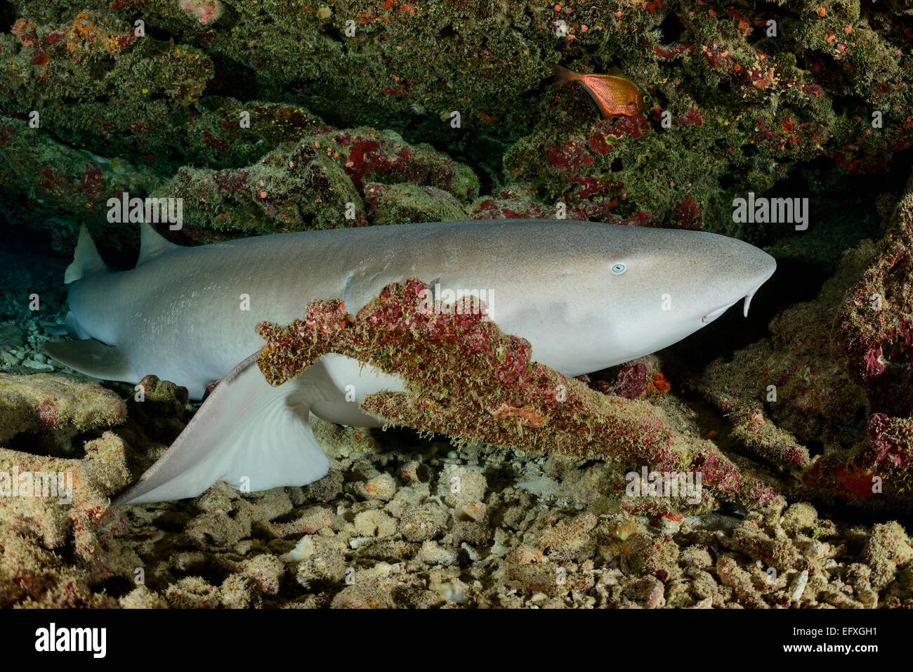 Nebrius Ferrugineus Tawny Krankenschwester Spucken Hai, Maradhoo, Addu Atoll, Malediven, Indischer Ozean Stockfoto