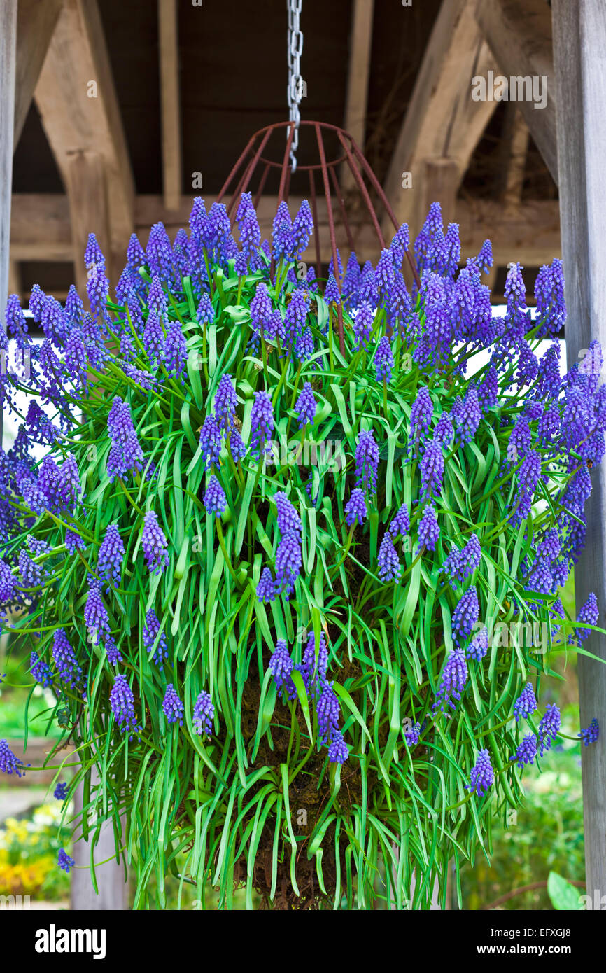 Blaue Traube Muscari Hyazinthe Blumen in einer Blumenampel. Stockfoto