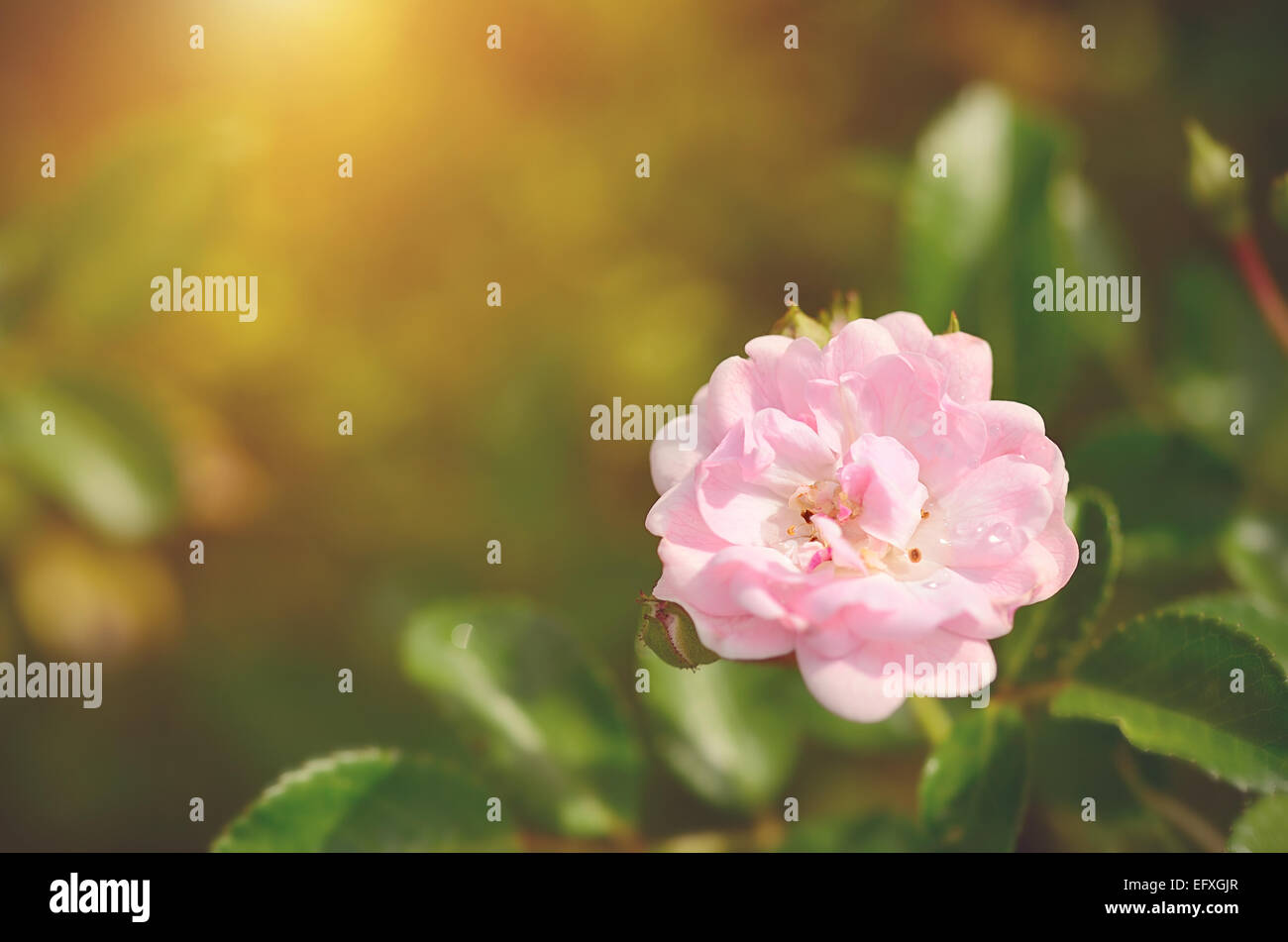 Weiche Foto einer rosa Rose Stockfoto