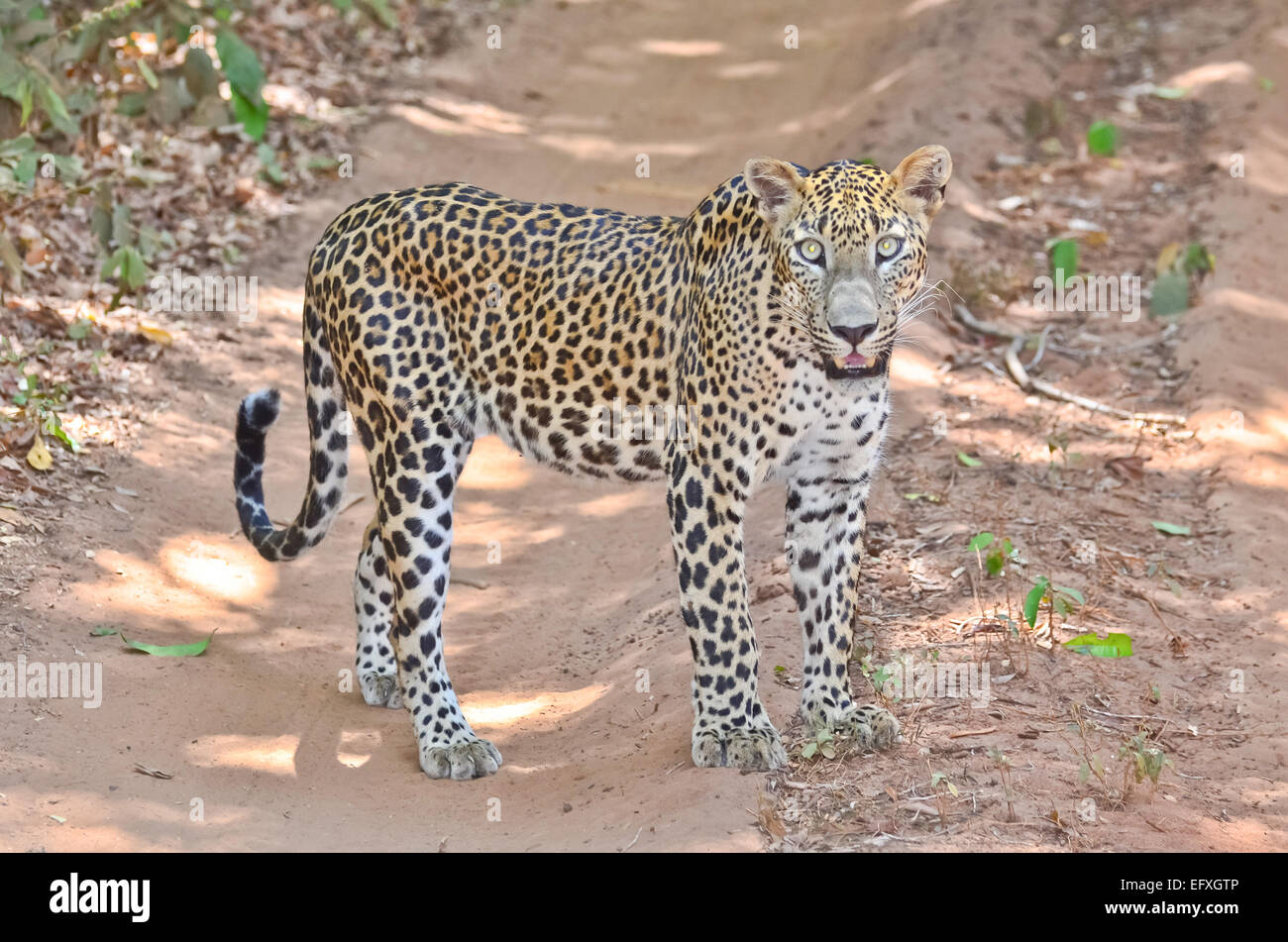 Sri Lanka endemisch Leopard - Panthera Pardus Kotiya am Wilpattu Nationalpark Stockfoto