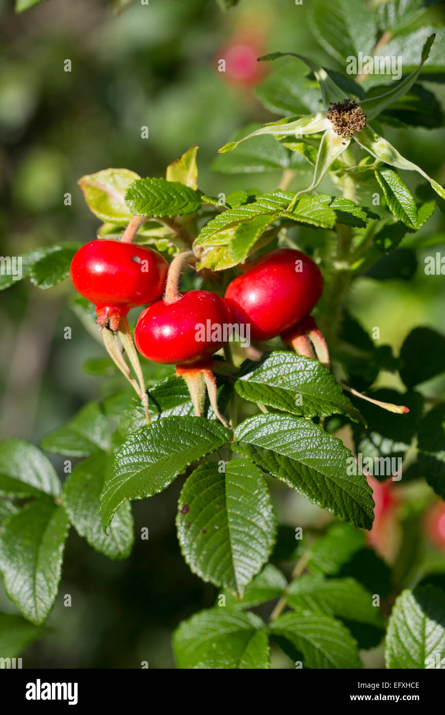 Hagebutten von rugosa rose rosa rugosa -Fotos und -Bildmaterial in ...
