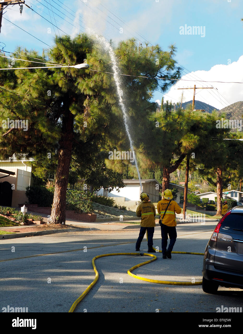 Feuerwehrleute, die elektrische Löscharbeiten in oberem Teil einer Tanne Stockfoto