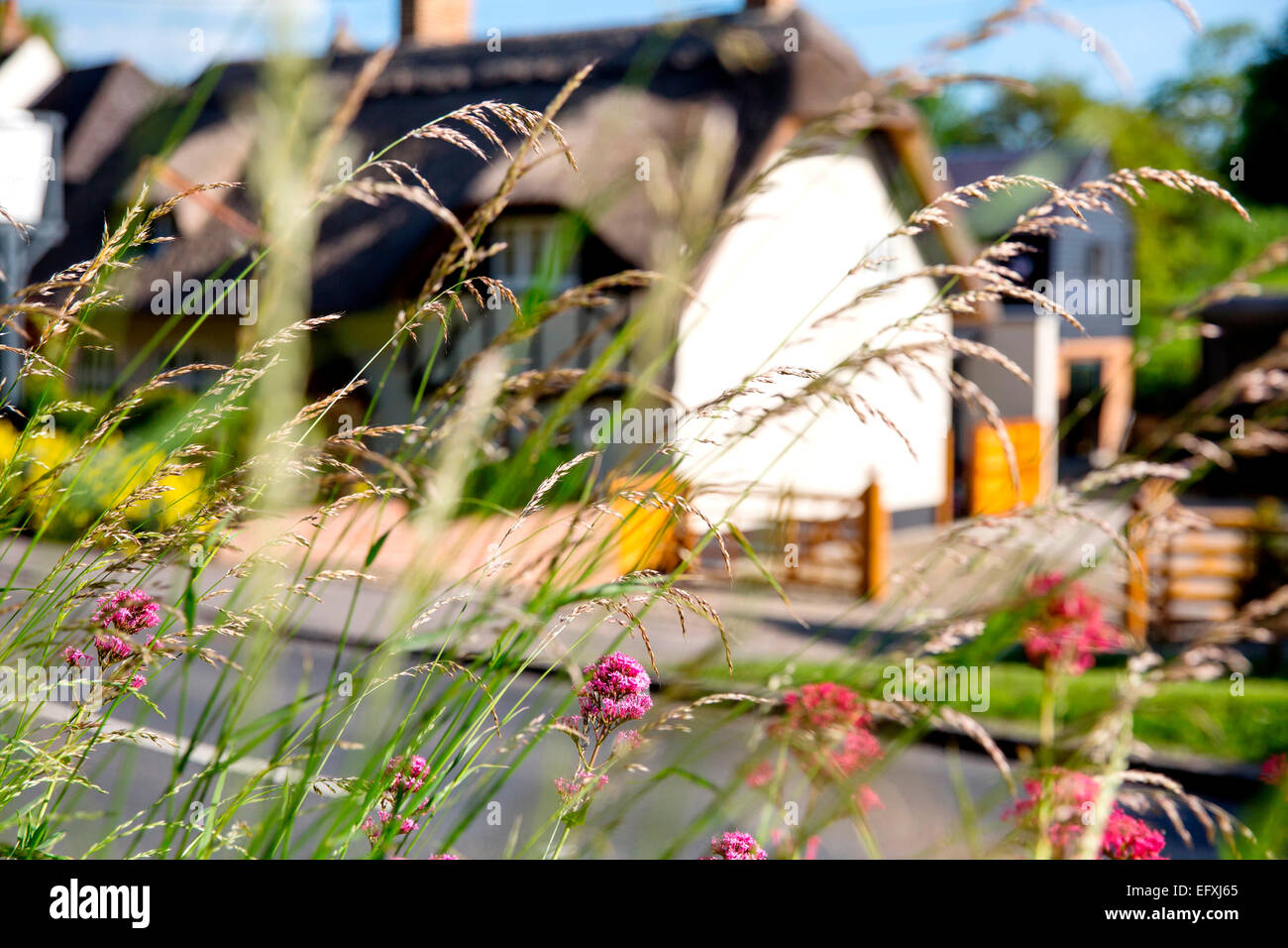 Gräsern und Wildblumen vor einem englischen Reetdachhaus auf die Scilly-inseln, Großbritannien Stockfoto