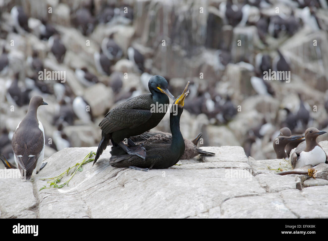 Shag Phalacrocorax Aristotelis paar mit Seabird Kolonie Grundnahrungsmittel Insel; Farnes; UK Stockfoto