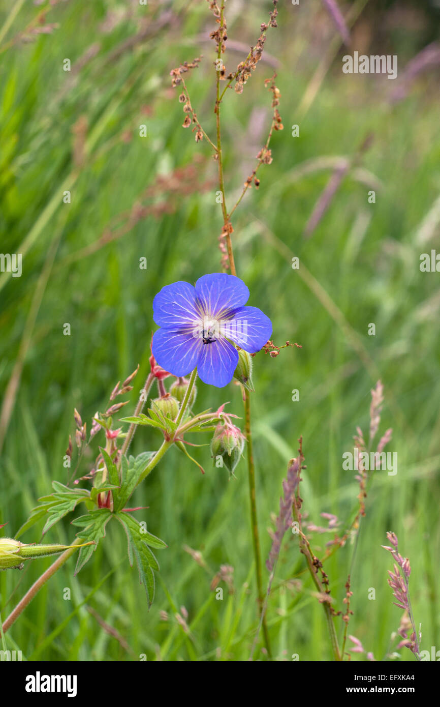 Wilden Geranien Blume Stockfoto