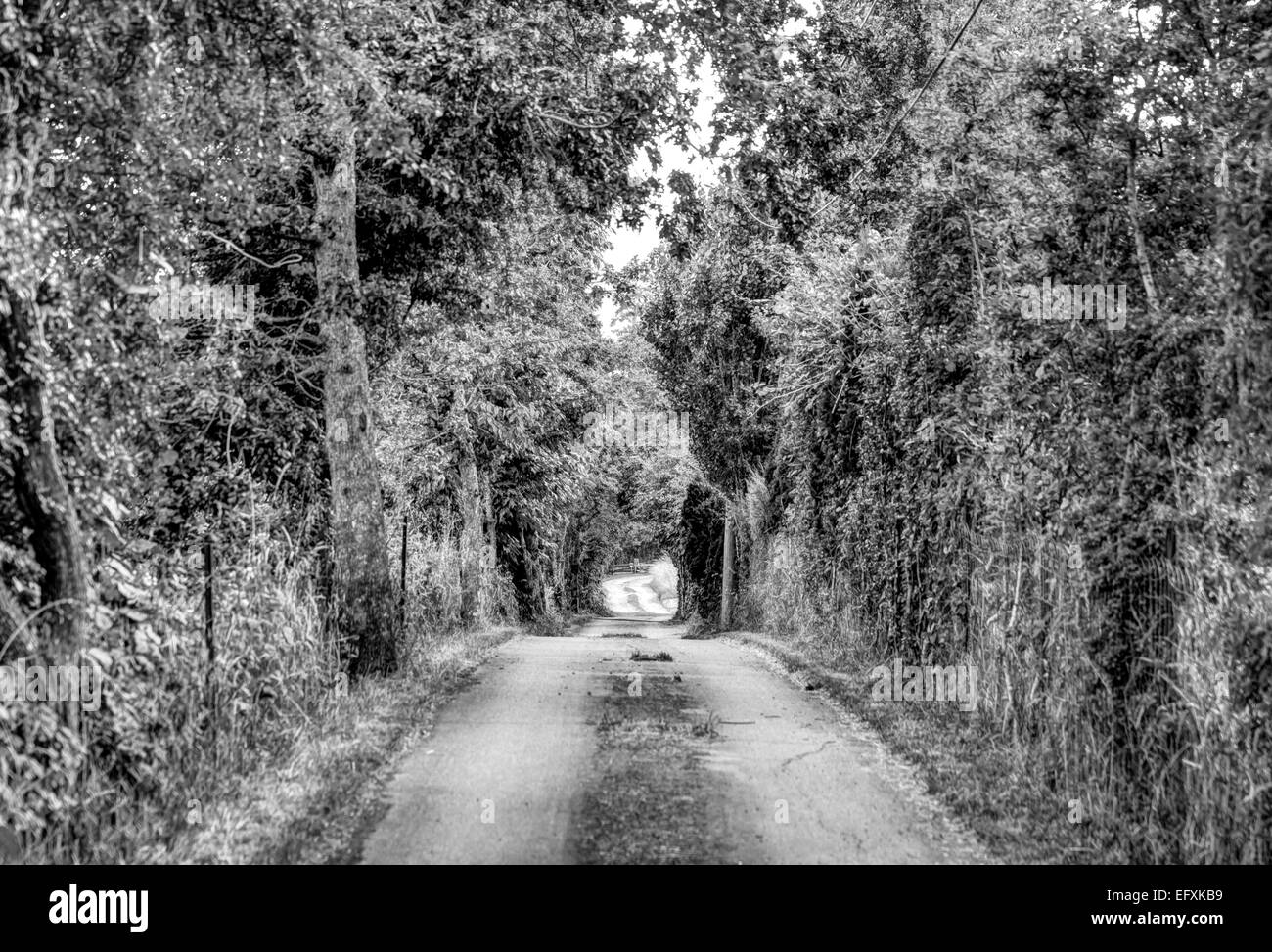 eine alte Straße durch einen Wald laufen Stockfoto
