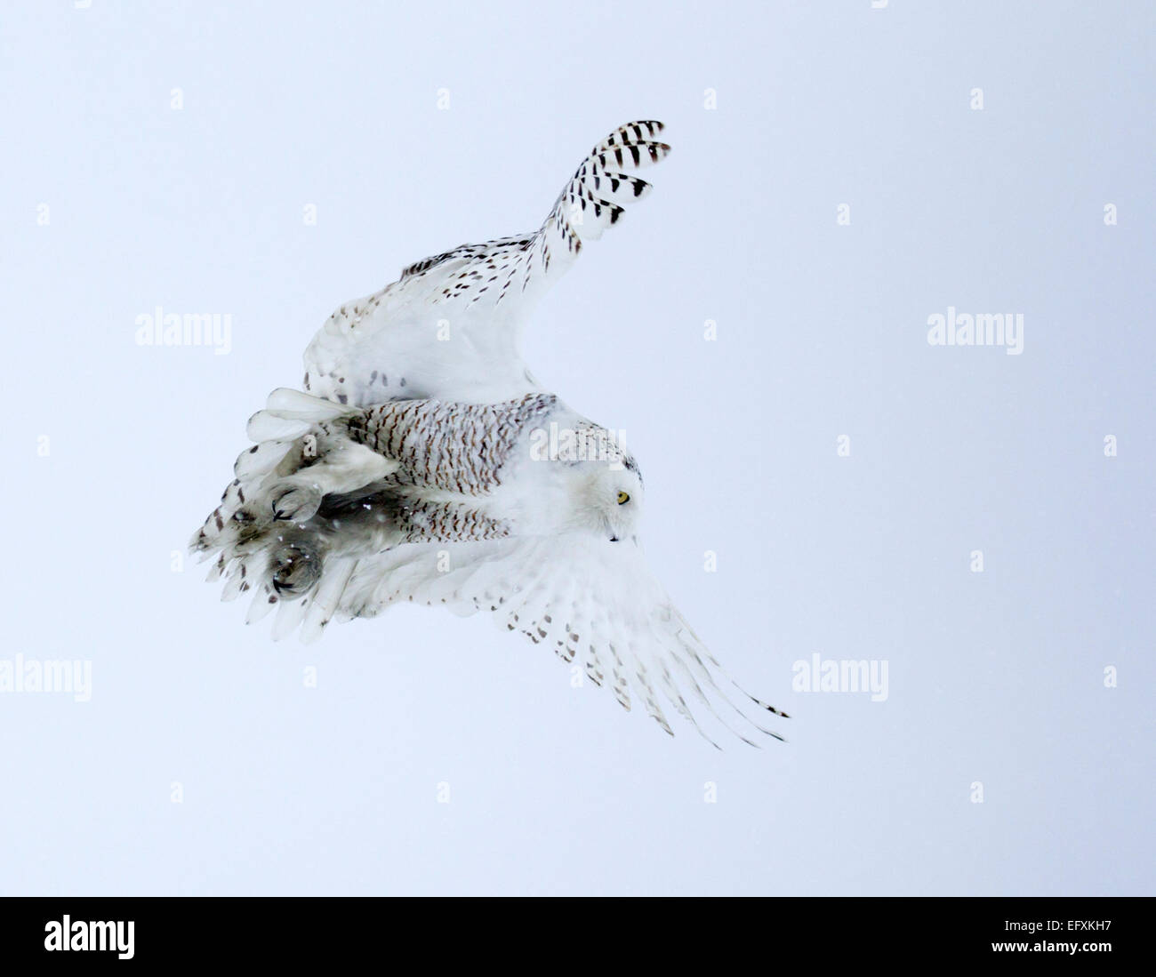 Schneeeule schwebt in der Luft Stockfoto