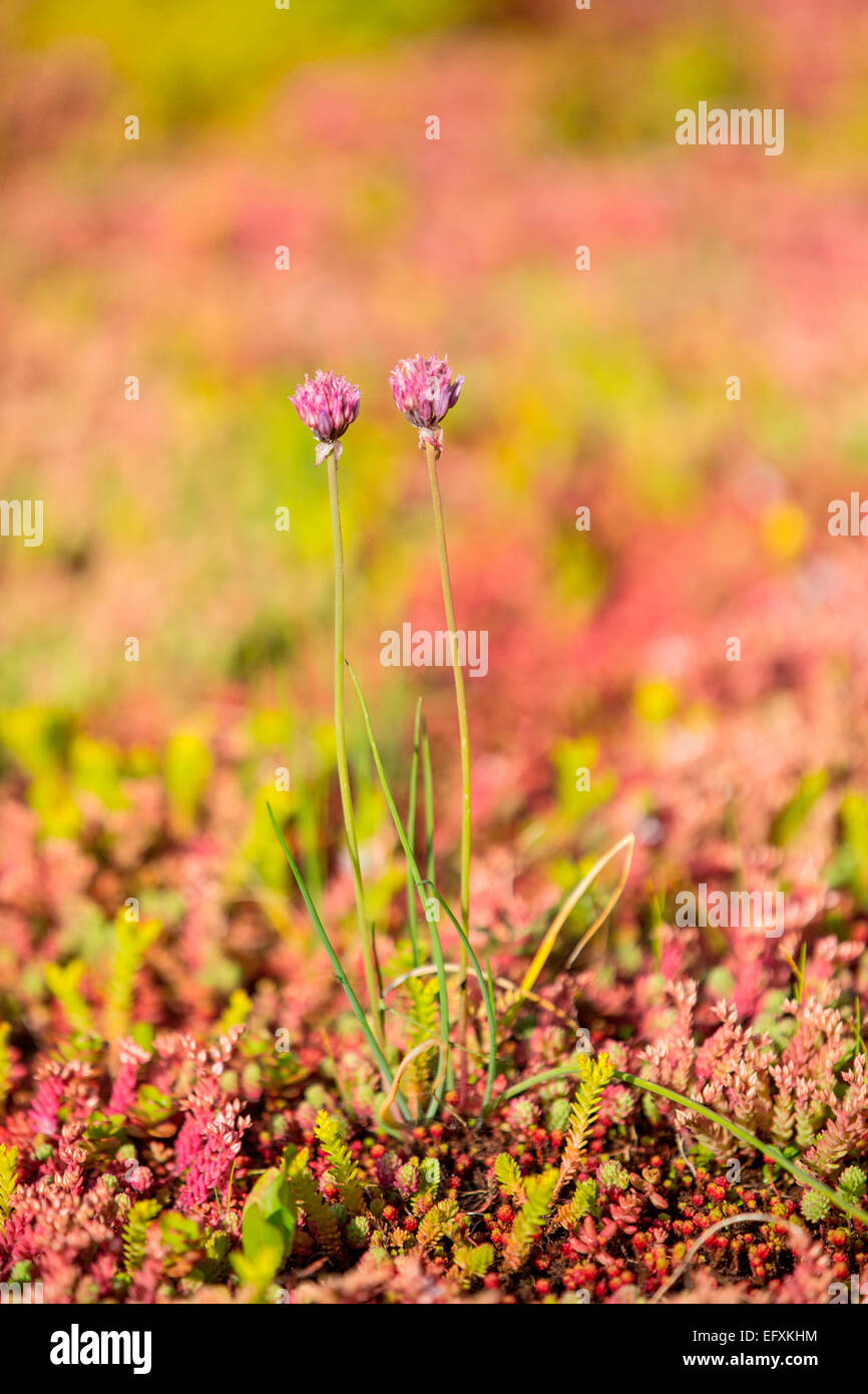 Nahaufnahme von Wildblumen auf dem Sedumdach Stockfoto