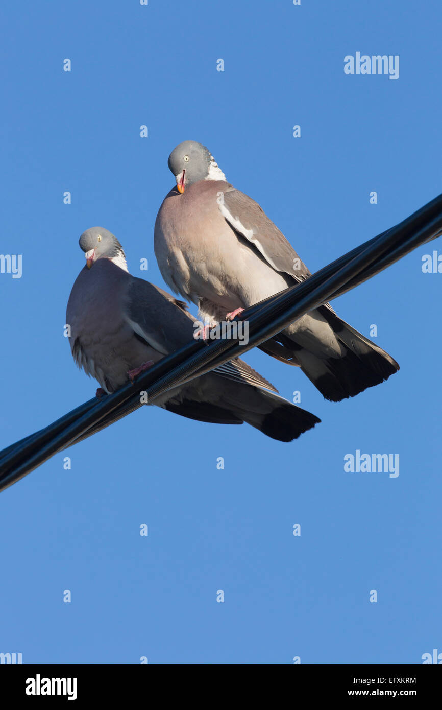 Ringeltaube Columba Livia zwei; Paarung Sequenz Northumberland;  UK Stockfoto