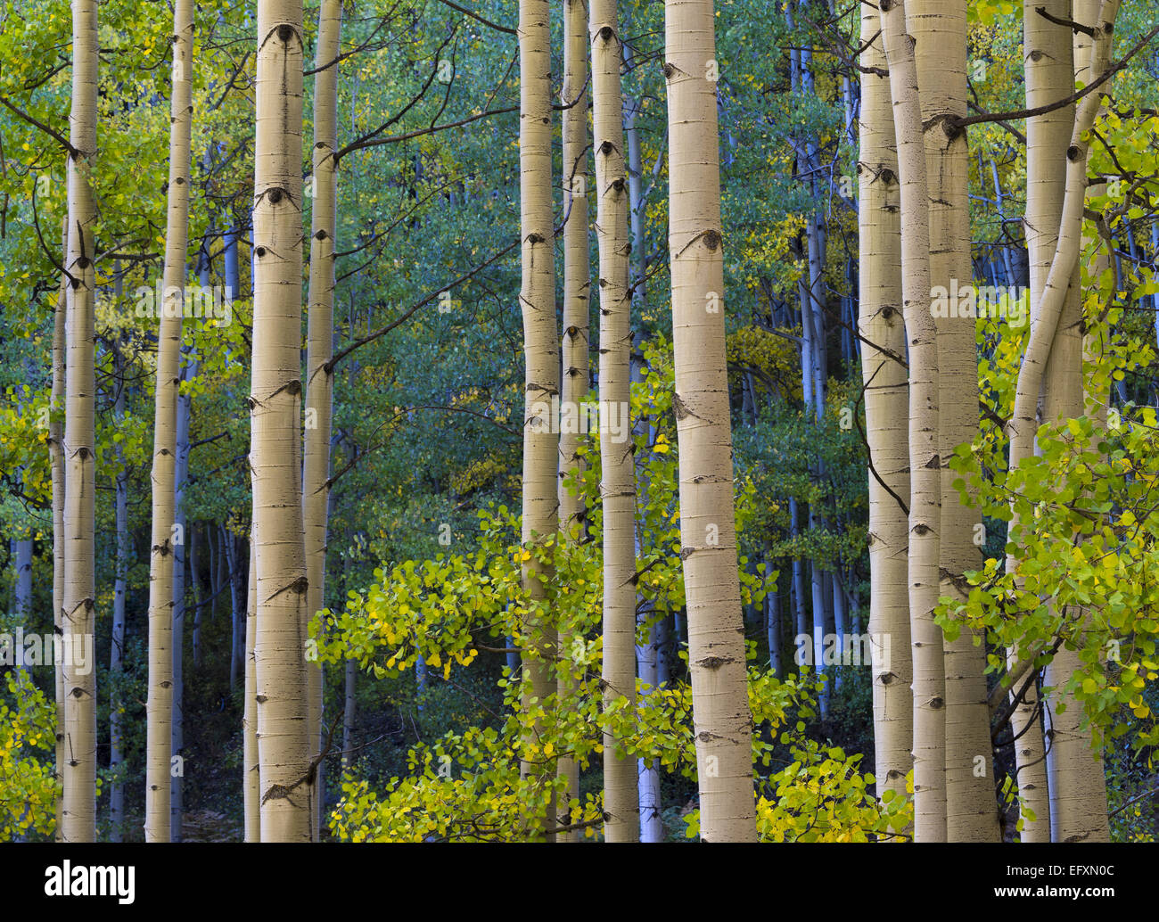 Gunnison National Forest, Colorado: Detaillierte Farben eine Espe (Populus Tremuloides) Grove in Herbstfarben Stockfoto