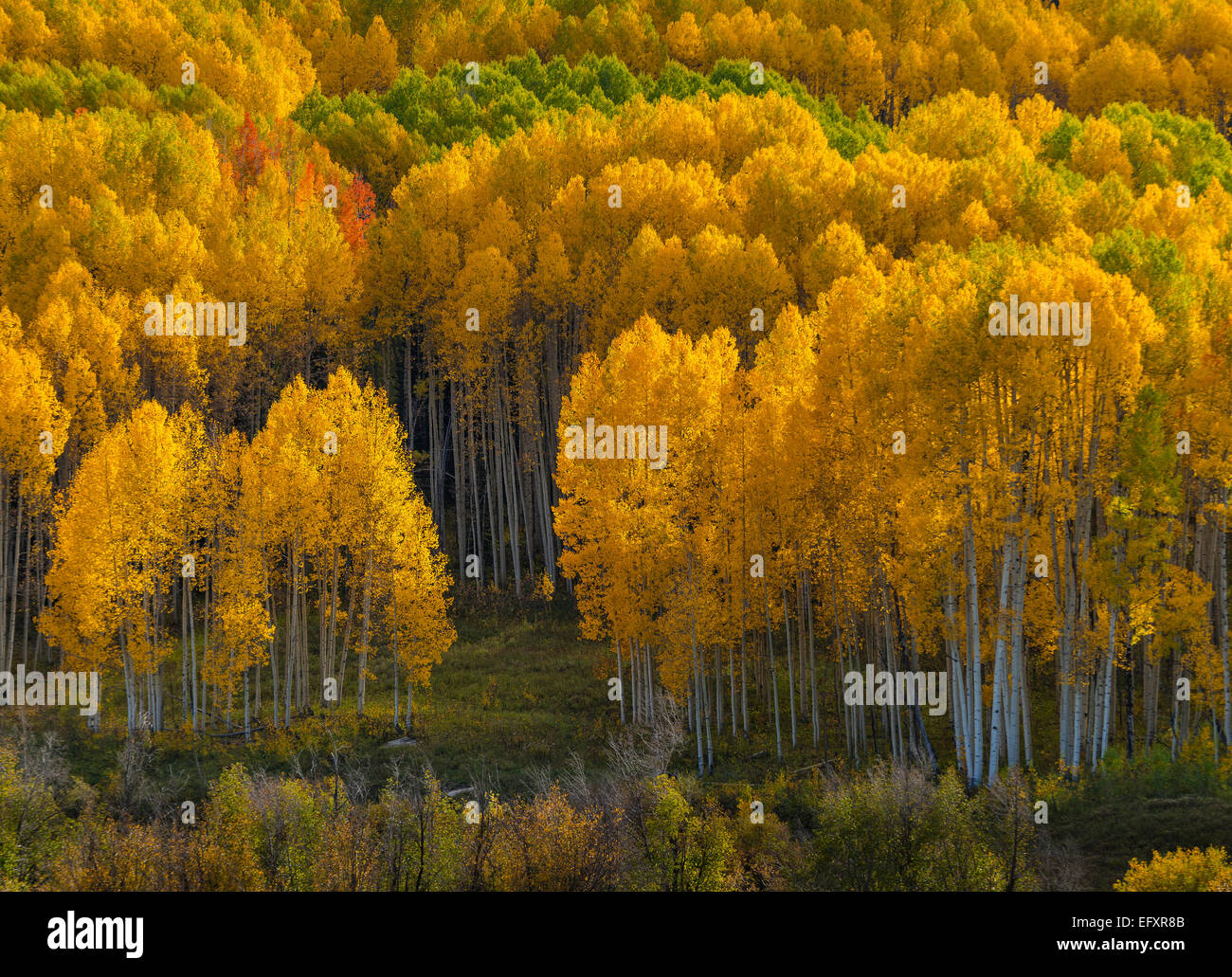 Gunnison National Forest, West Elk Mountains, CO: Aspen Grove im Herbst Stockfoto