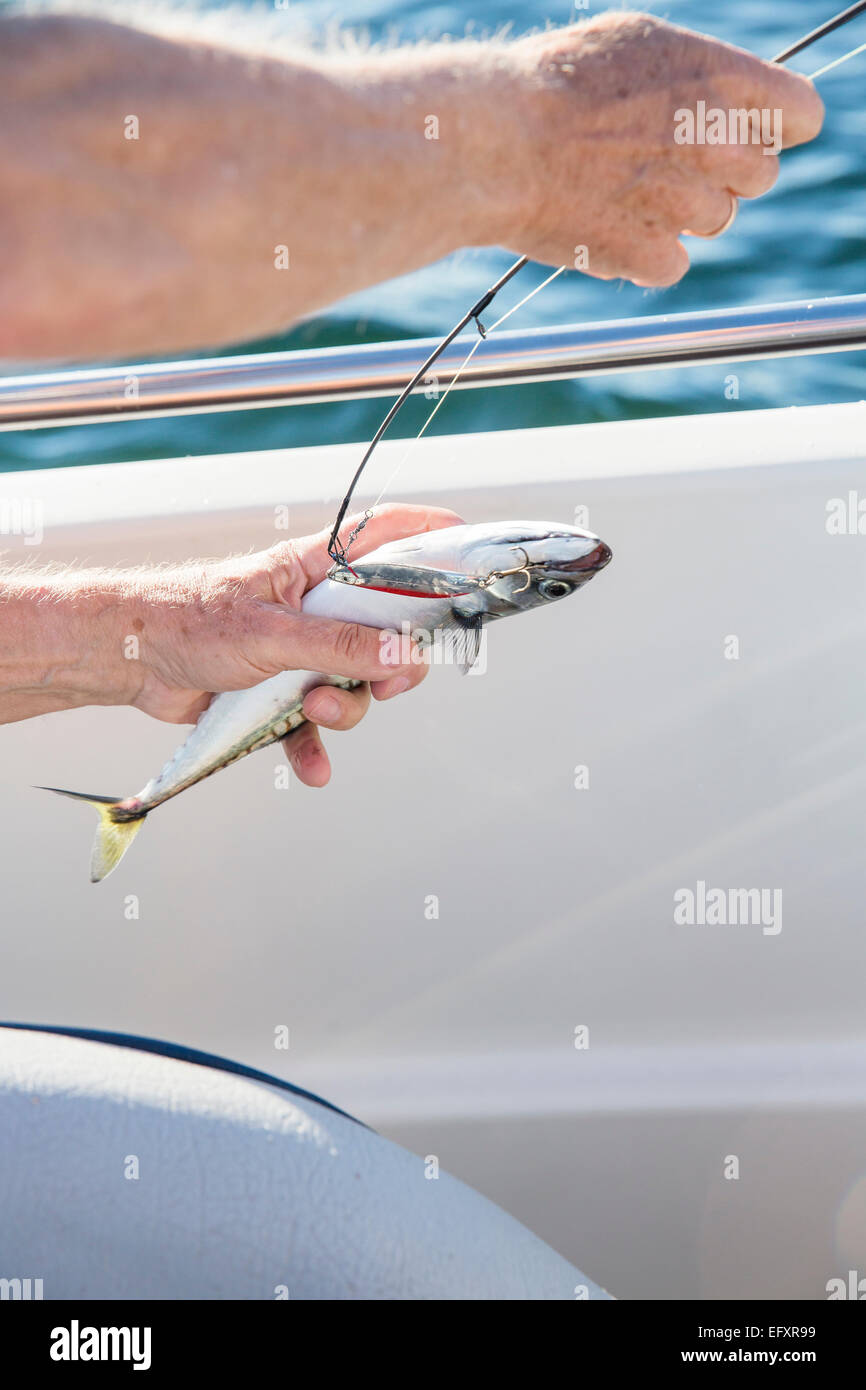 Makrelen angeln vom Boot auf dem Meer Stockfoto