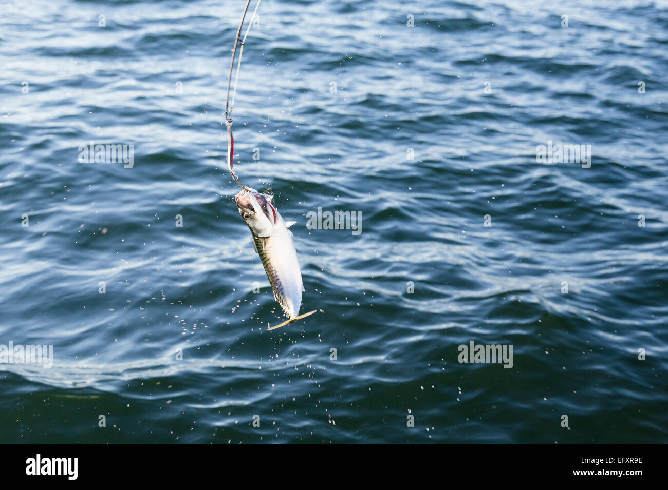 Makrelen angeln im Meer Stockfoto