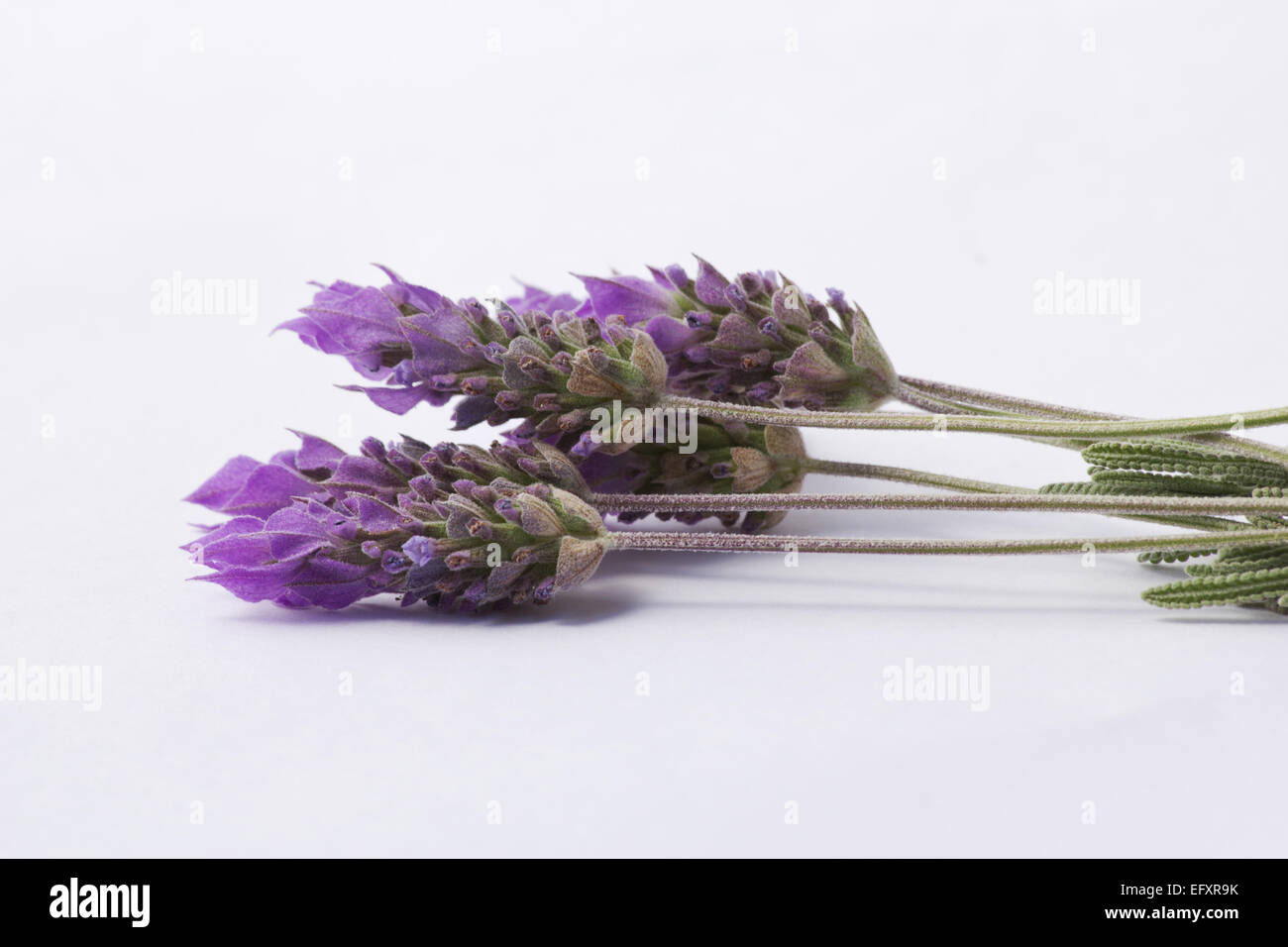 Lavendel Stecklinge auf weißem Hintergrund Stockfoto