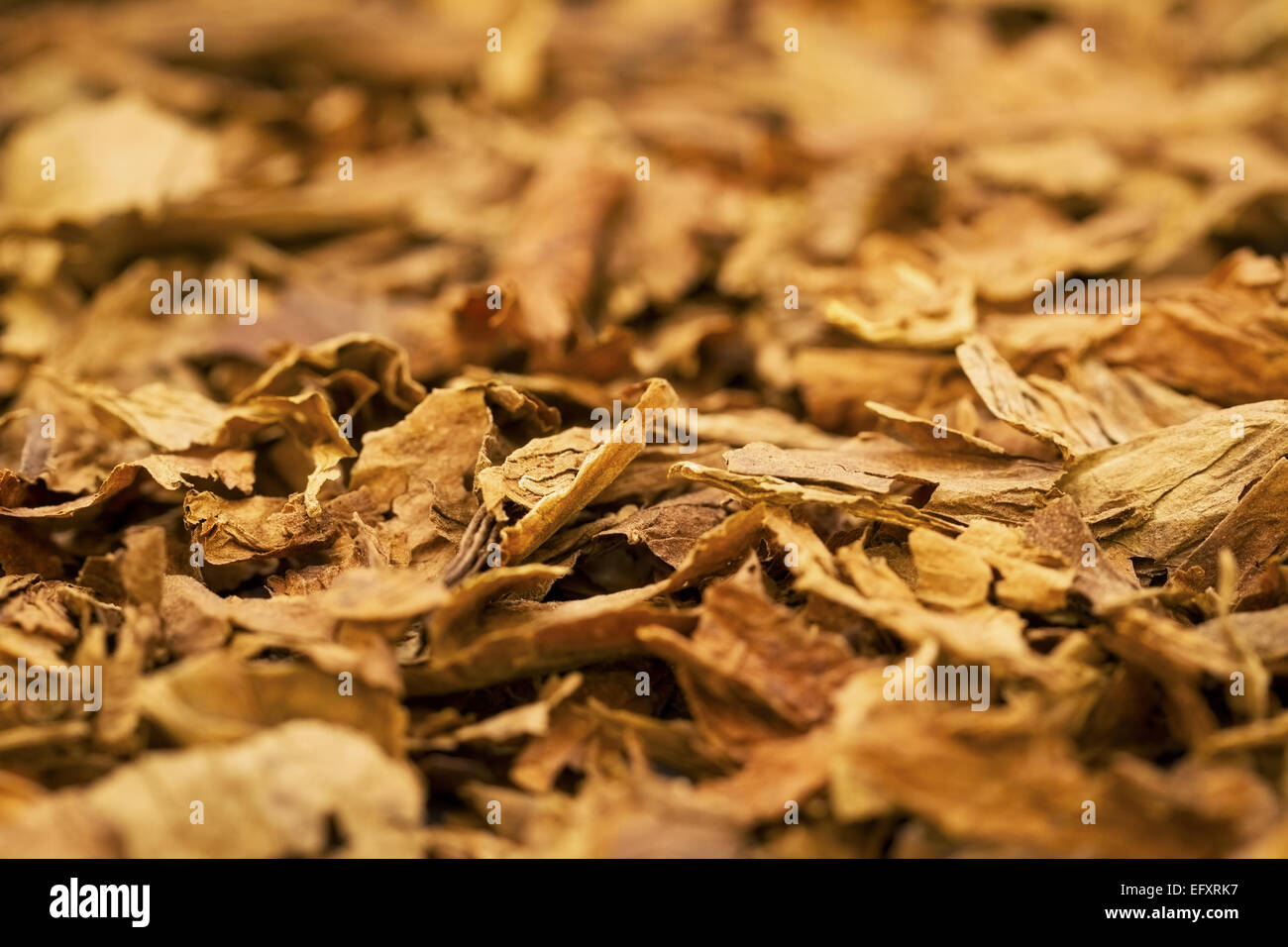 Eine Makroaufnahme Zigarre Tabak. Diese Zigarren sind Robusto Größe. Stockfoto