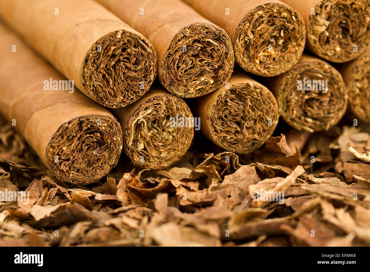 Eine Makroaufnahme Zigarren auf Tabak. Diese Zigarren sind Robusto Größe. Stockfoto
