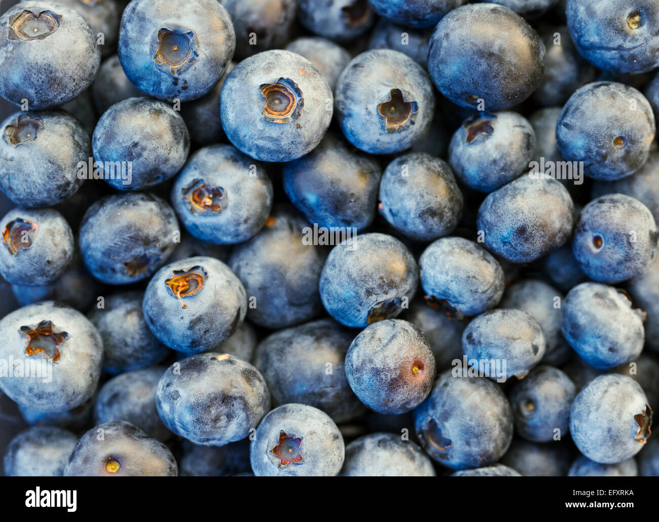 Frischen Bio-blauen Beeren in hohen Reselution. Kann als Hintergrund verwendet werden. Blaubeeren sind blühende Pflanzen der Gattung Vaccinium Stockfoto