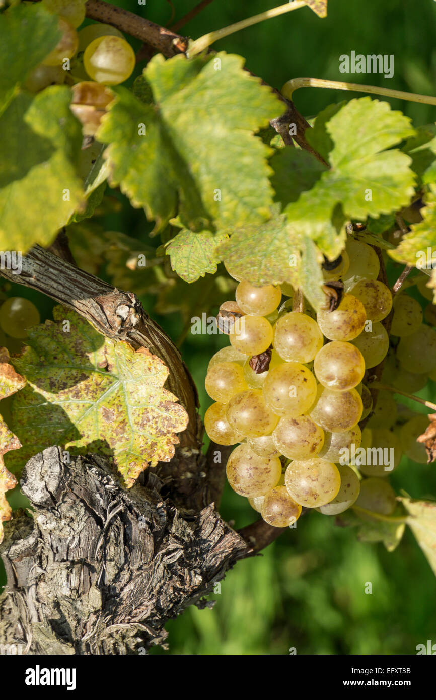 Weinberge, Region Lavaux, Genfer See, Schweizer Alpen, Schweiz Stockfoto