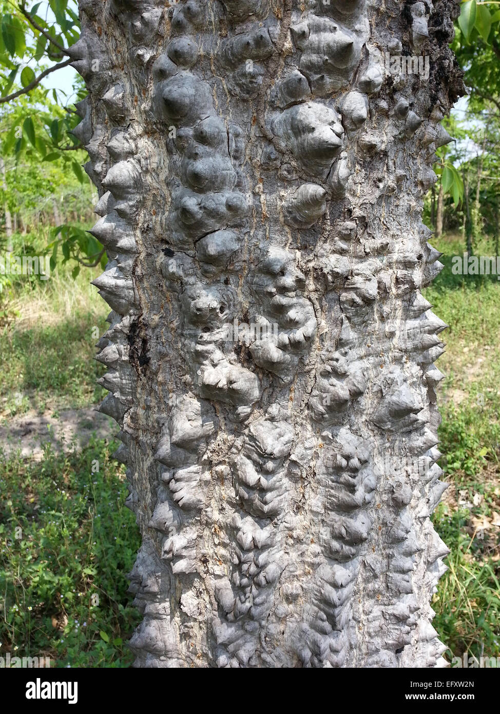 Seide Zahnseide Baum Thailand Stockfoto