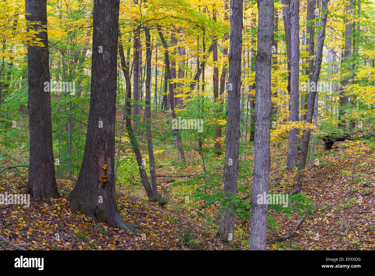 Von McCormick Creek State Park, Indiana Laubwald im Herbst. Dieser