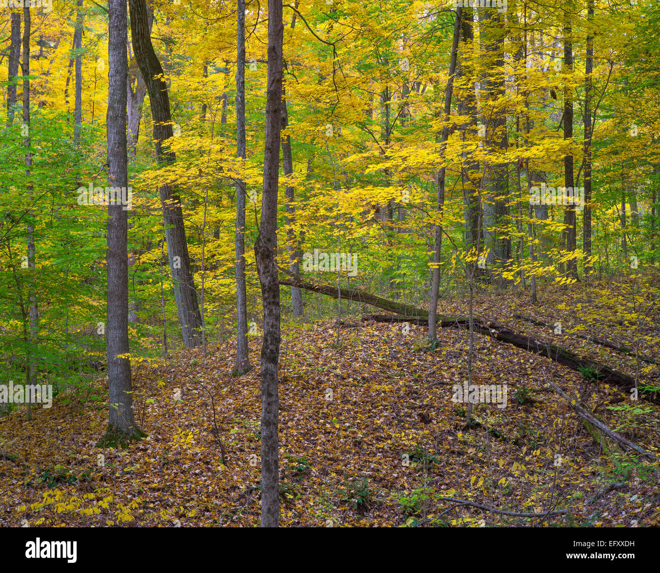 Von McCormick Creek State Park, Indiana Laubwald im Herbst. Dieser