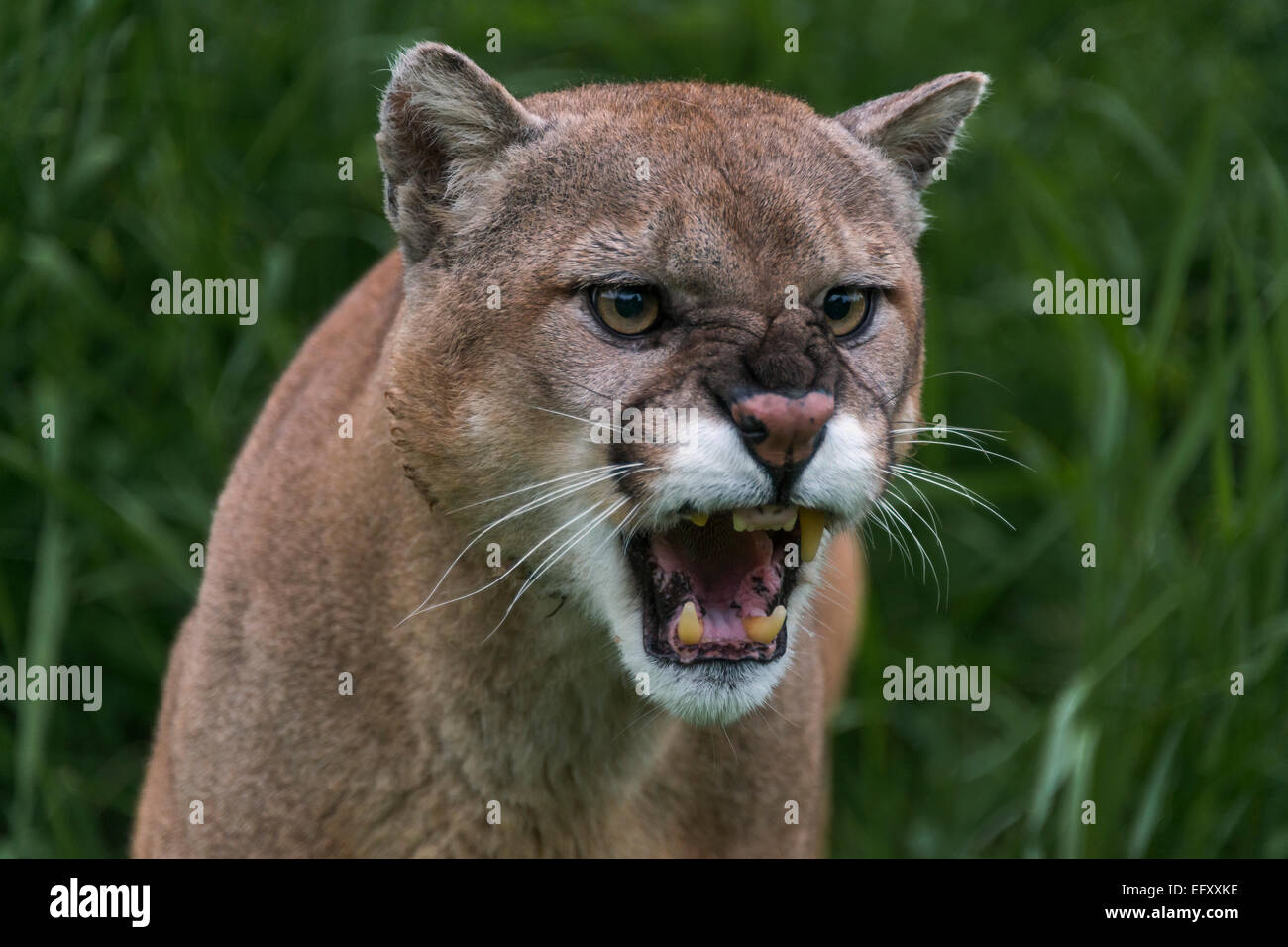 Nahaufnahme, knurrend Cougar, in der Nähe von Sandstein, Minnesota, USA Stockfoto