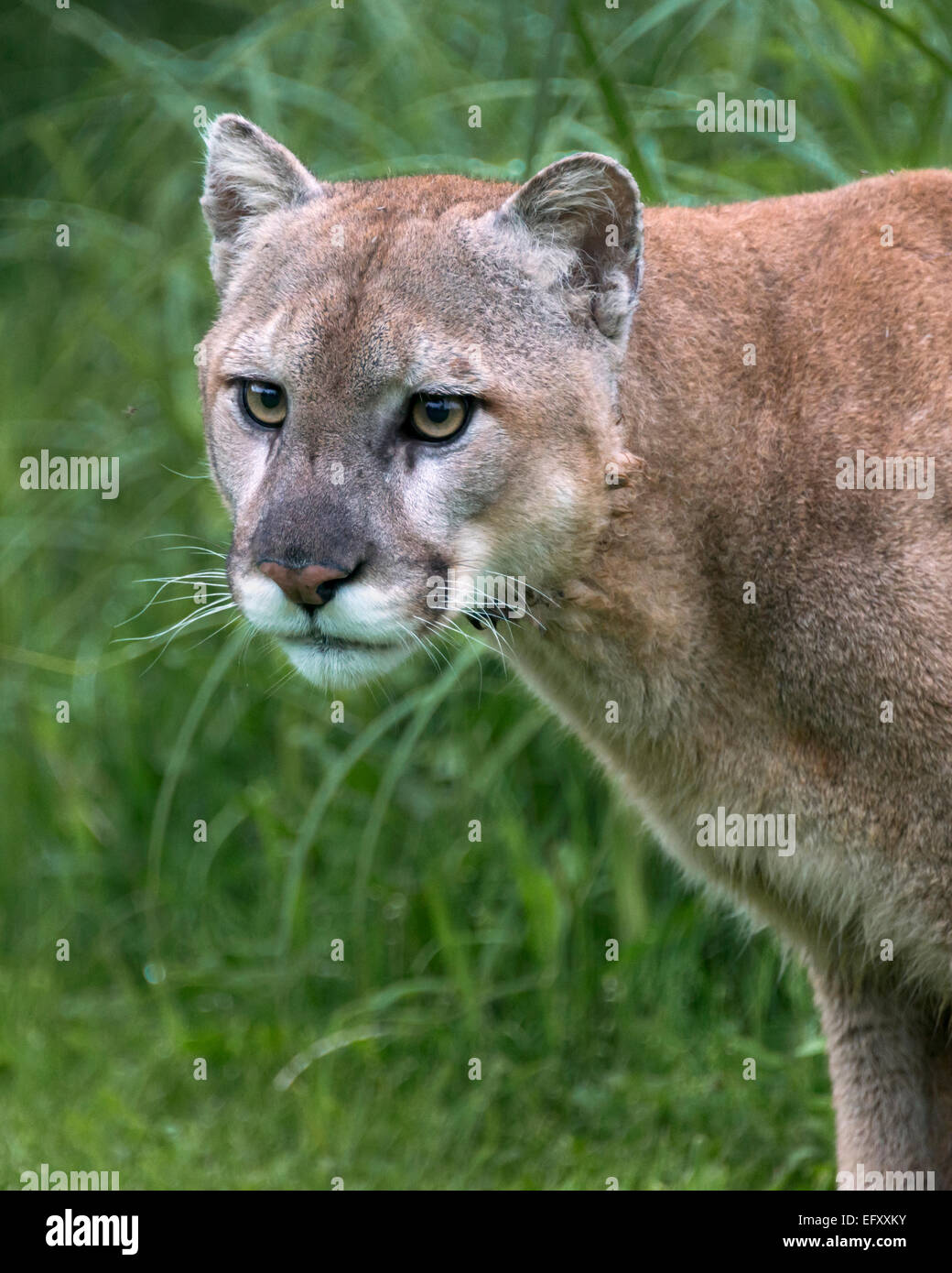 Porträt von Puma, in der Nähe von Sandstein, Minnesota, USA Stockfoto