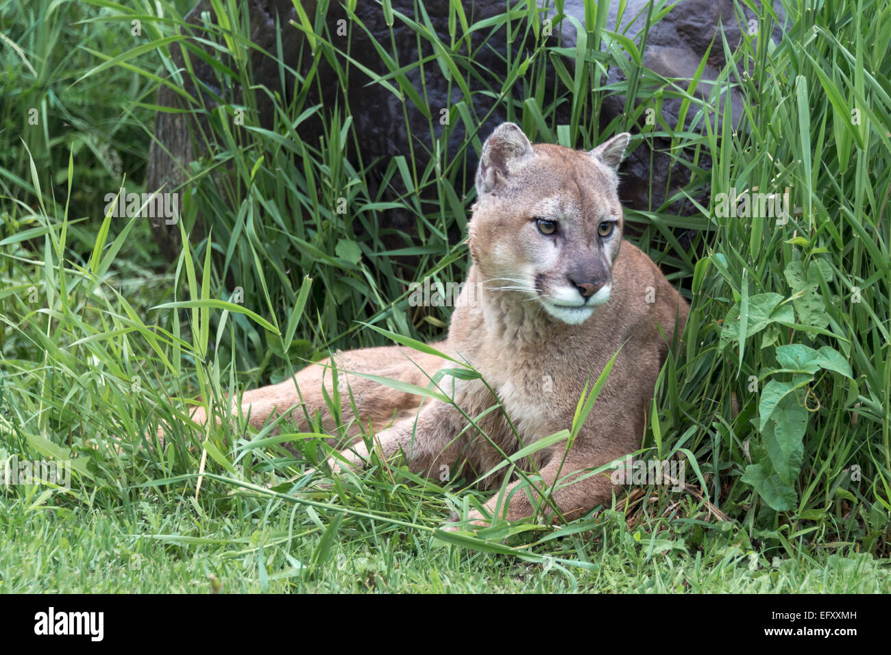 Cougar liegen gegen einen Felsen in der Nähe von Sandstein, Minnesota, USA Stockfoto