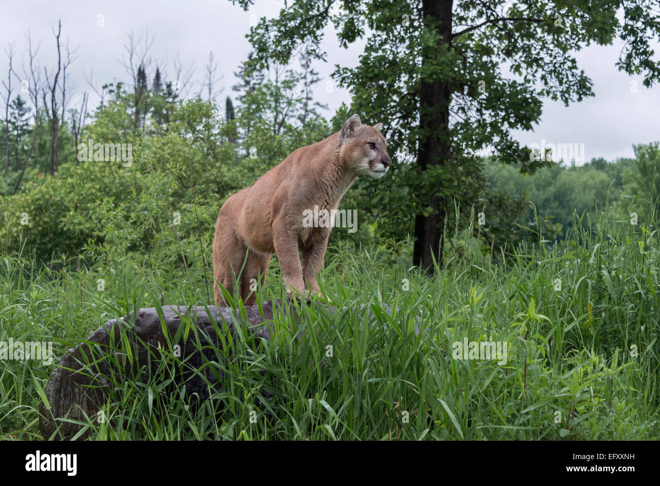 Cougar auf der Uhr mit seinen Vorderpfoten auf einem Felsen in der Nähe von Sandstein, Minnesota, USA Stockfoto