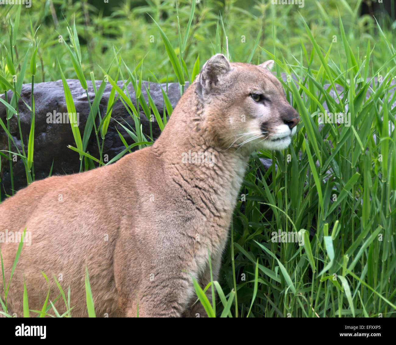 Wachsamen Cougar, in der Nähe von Sandstein, Minnesota, USA Stockfoto