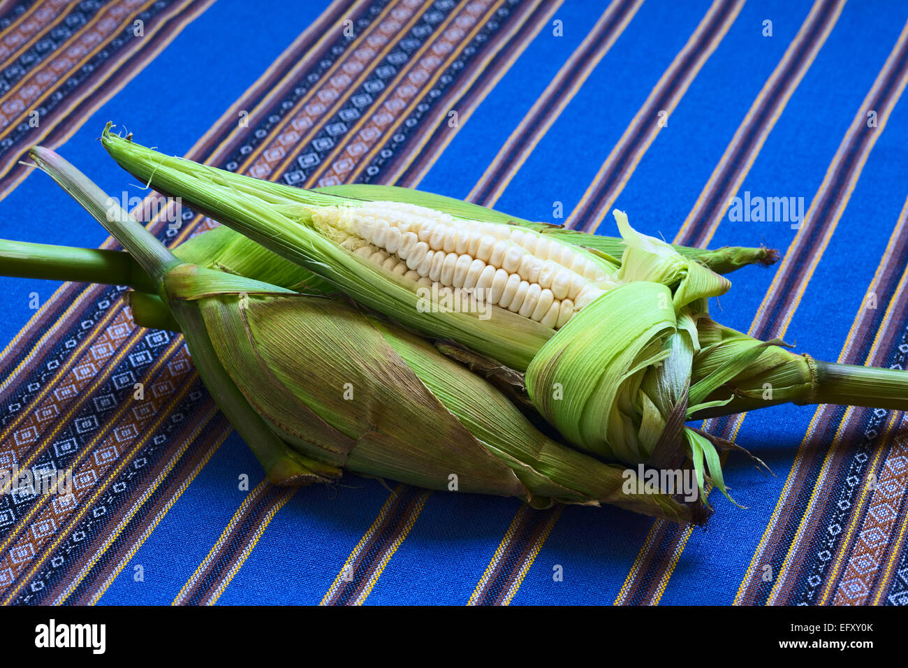 Weißer Mais Maiskolben genannt Choclo (Spanisch), im englischen peruanischen oder Cuzco Mais, in der Regel gefunden in Peru und Bolivien Stockfoto