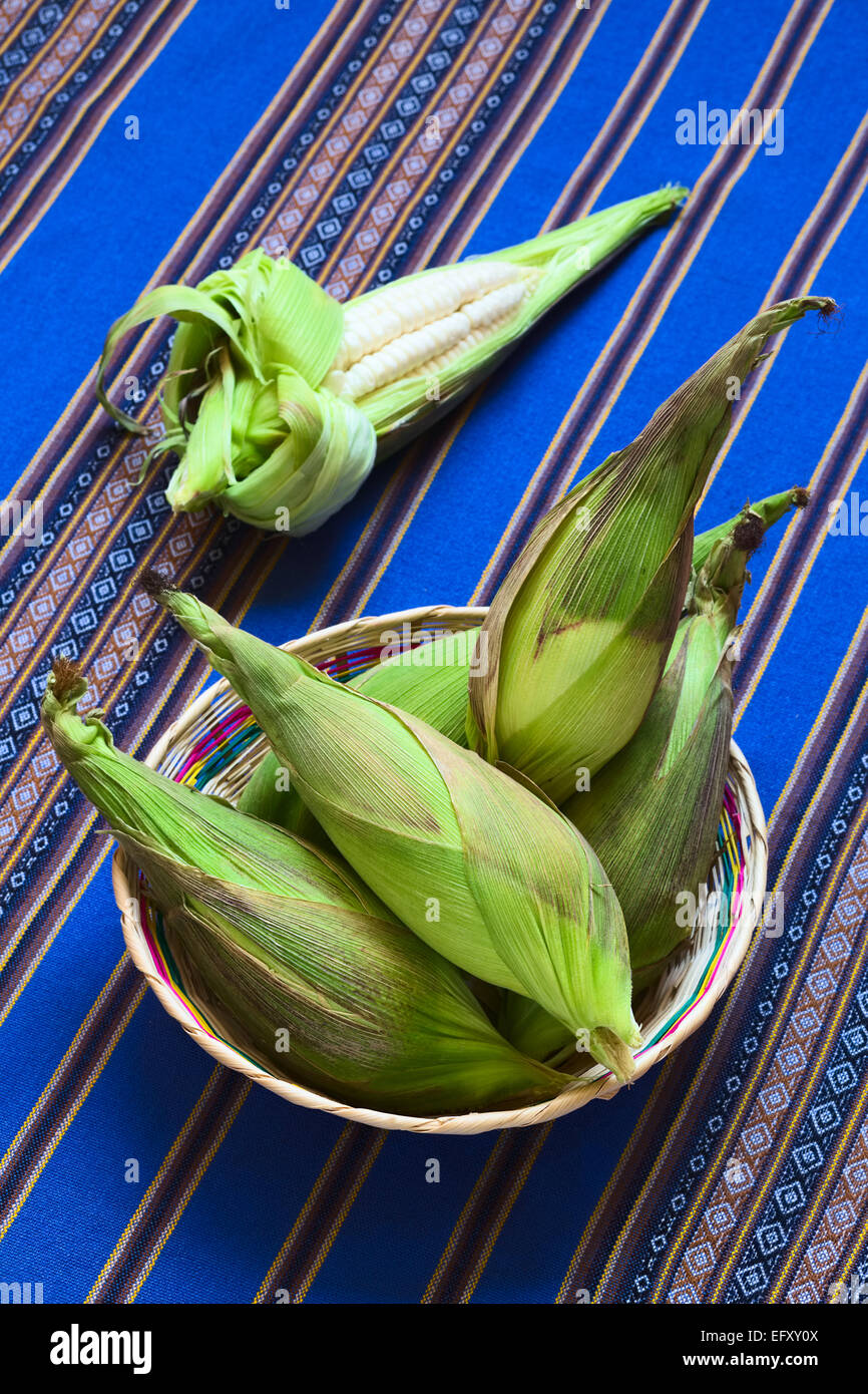 Korb mit Maiskolben weißen Mais genannt Choclo (Spanisch), im englischen peruanischen oder Cuzco Mais, gefunden in der Regel in Peru und Bolivien Stockfoto