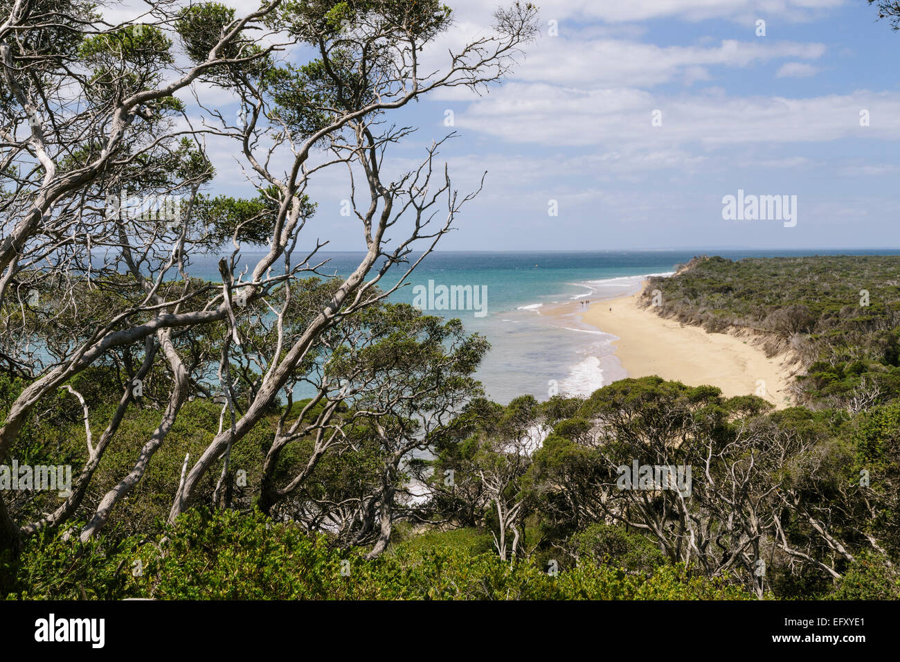 Blick auf Bucht Strand Walking Track, Point Nepean National Park, Portsea, Mornington Peninsula, Victoria, Australien Stockfoto