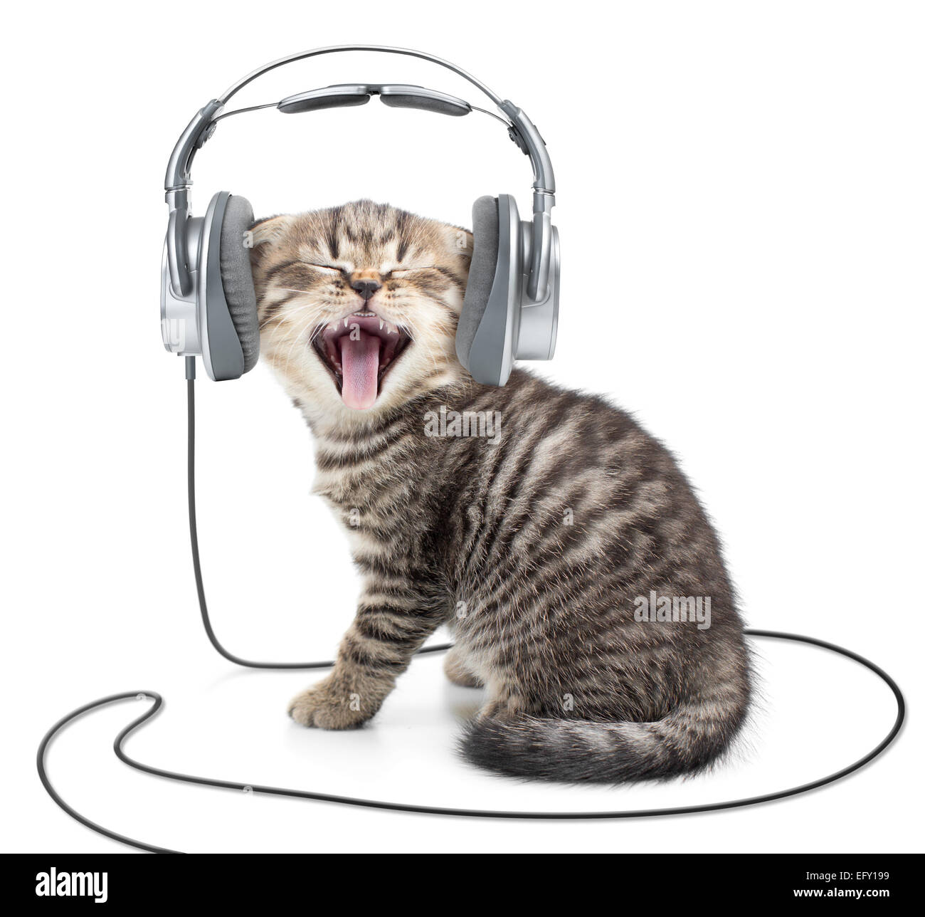 Kitten Katze in kabelgebundene Kopfhörer Musik hören singen Stockfoto