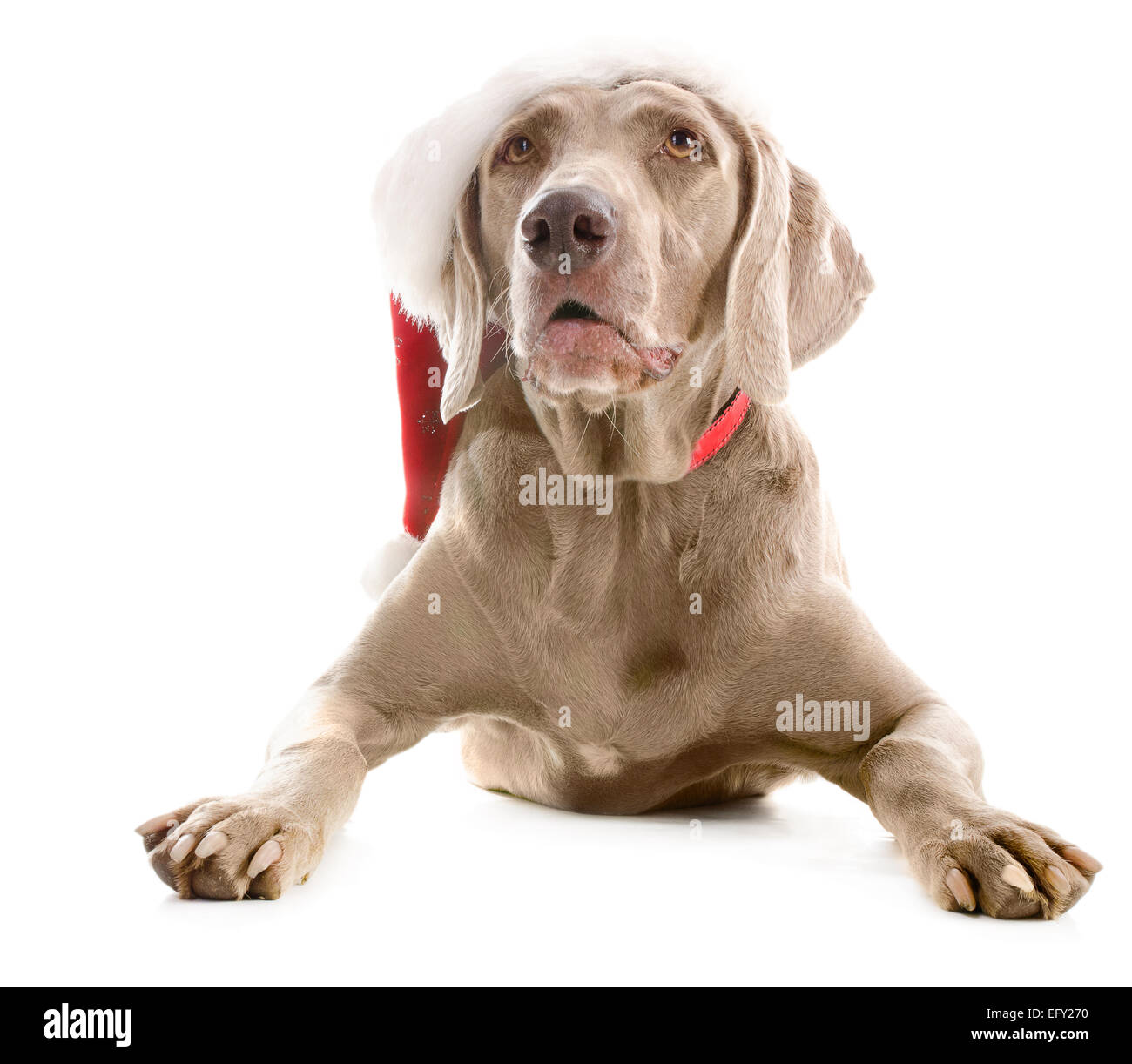 Hund in Nikolausmütze isoliert auf weißem Hintergrund Stockfoto