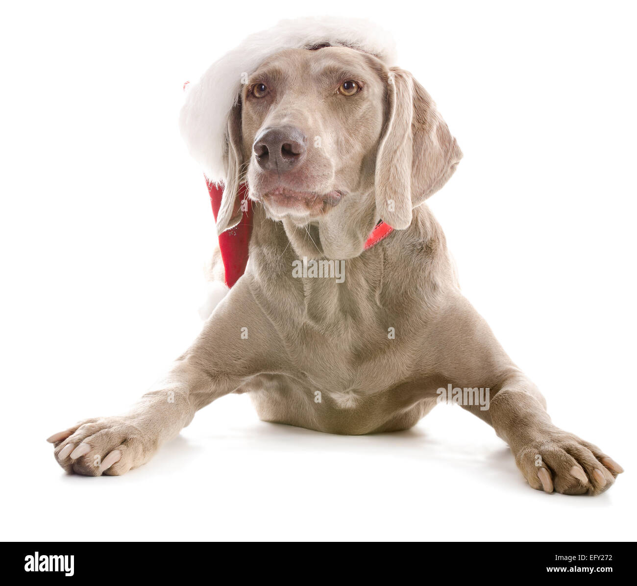 Hund im Weihnachten Weihnachtsmütze isoliert auf weißem Hintergrund Stockfoto