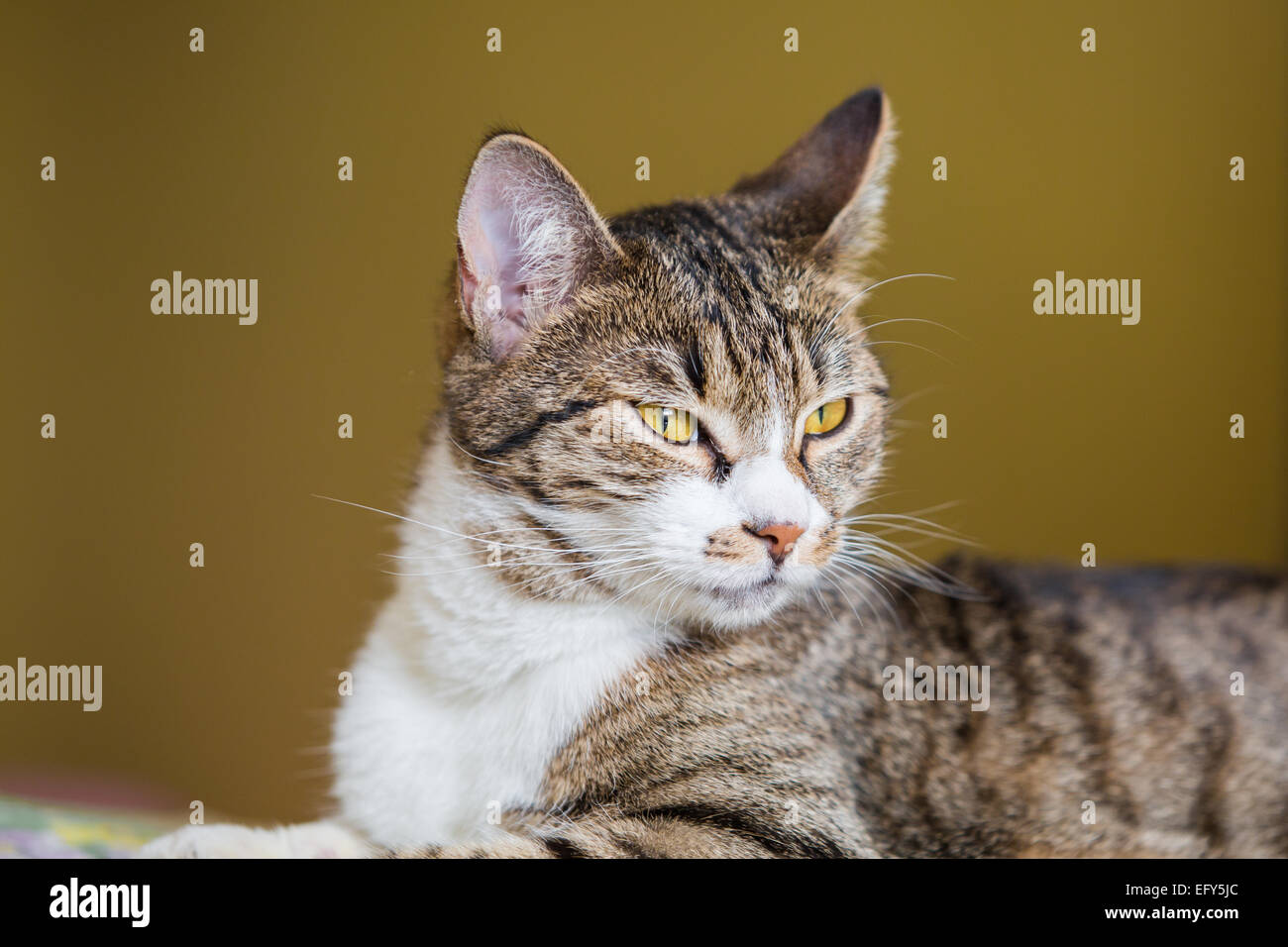 Nahaufnahme des Lügens Tabby Katze mit grünen Augen Stockfoto