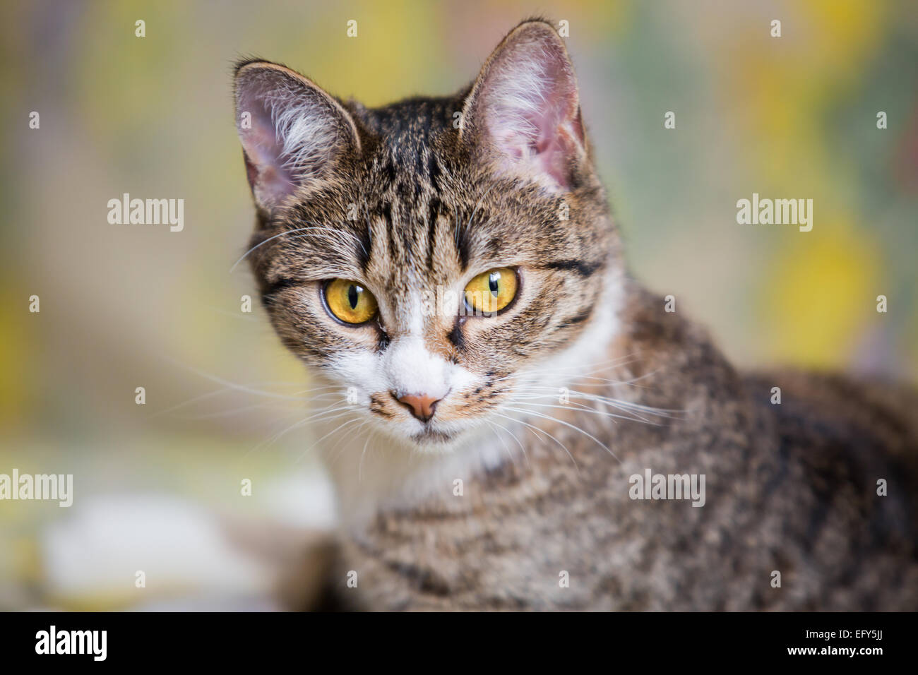 Nahaufnahme des Lügens Tabby Katze mit grünen Augen Stockfoto