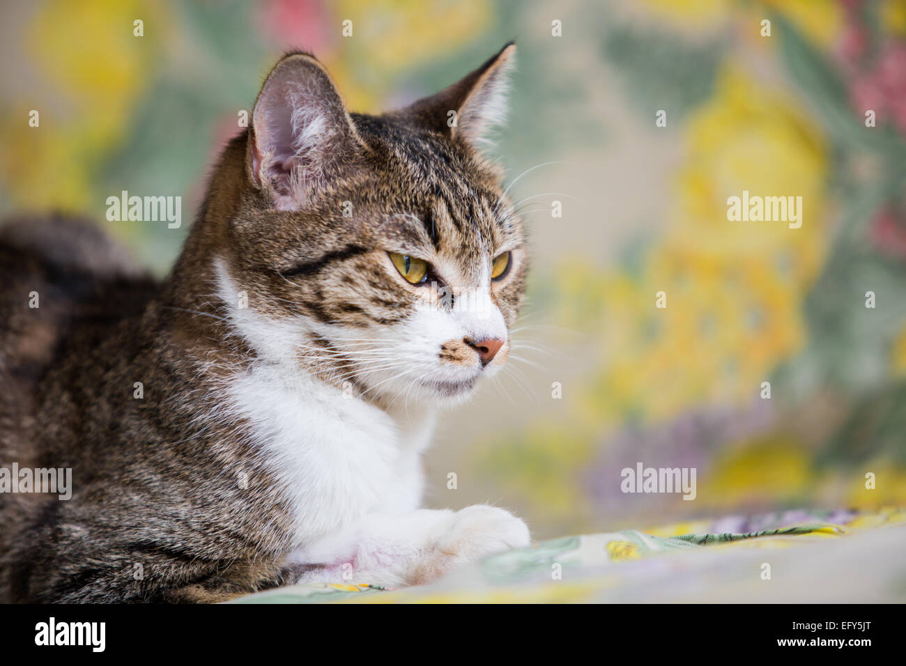 Nahaufnahme des Lügens Tabby Katze mit grünen Augen Stockfoto