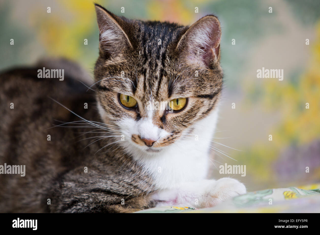 Nahaufnahme des Lügens Tabby Katze mit grünen Augen Stockfoto