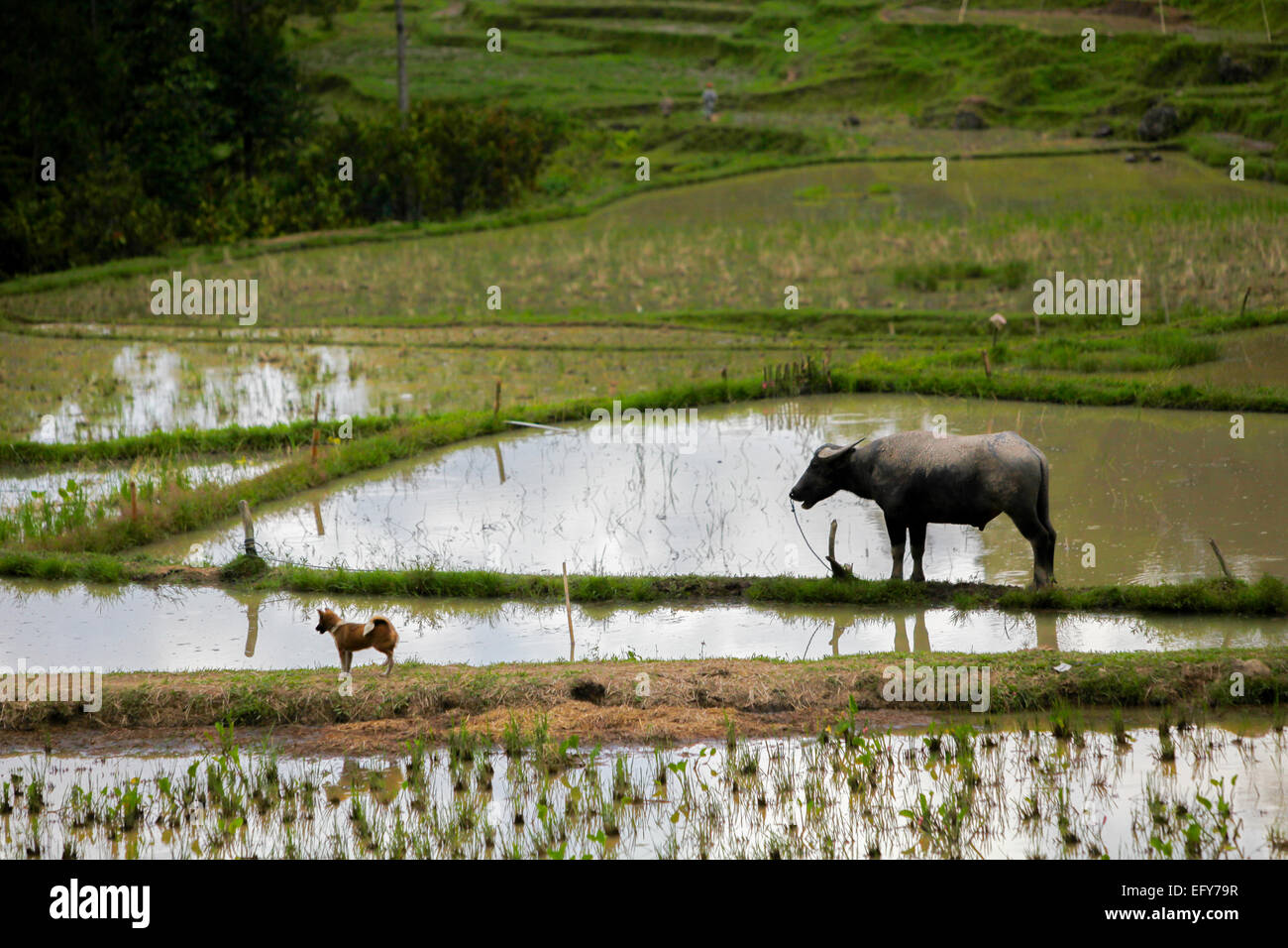 Ein Hund und ein Wasserbüffel stehen auf einem Deich auf einem Reisfeld im Dorf Piongan, Nord-Toraja, Süd-Sulawesi, Indonesien. Stockfoto