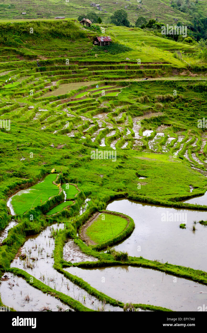Landschaft von Reisfeldern im Dorf Piongan in Nord-Toraja, Süd-Sulawesi, Indonesien. Stockfoto