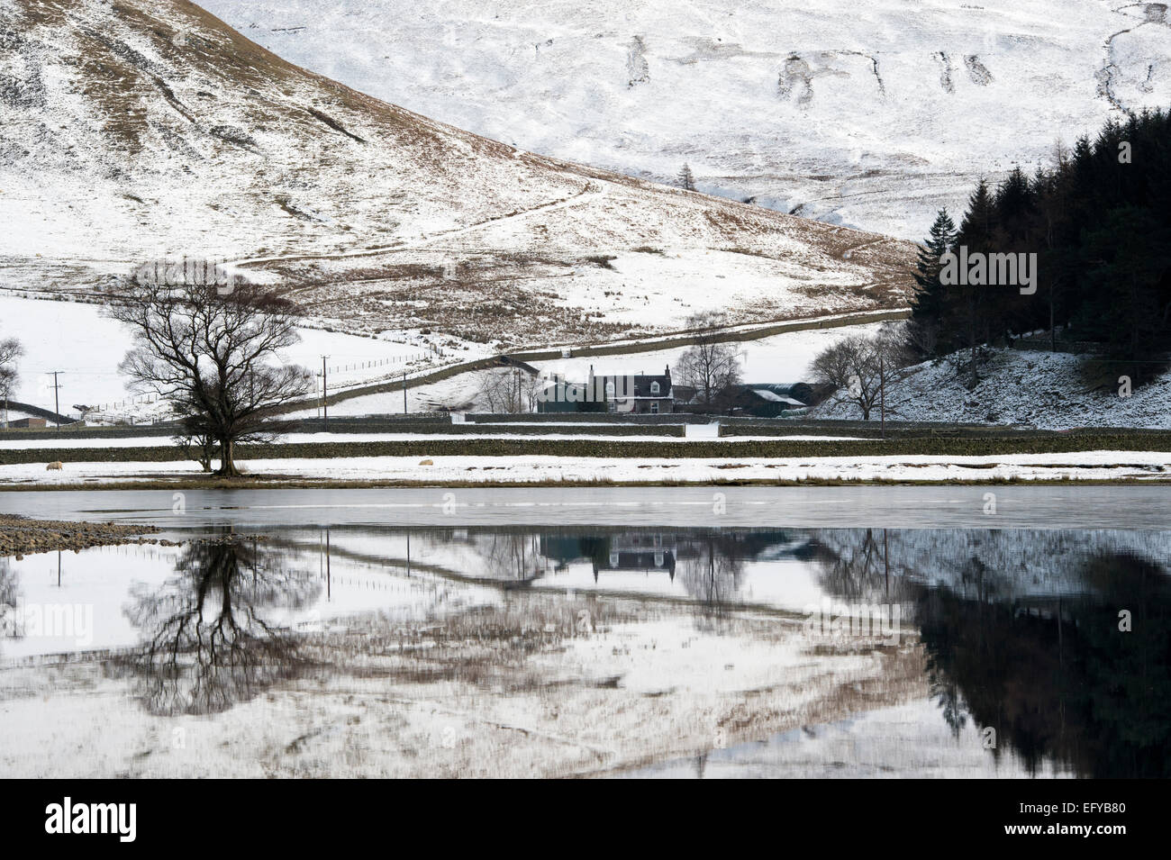 Bauernhaus reflektiert in Loch die Lowes im Winter. Scottish Borders, Schottland. Stockfoto