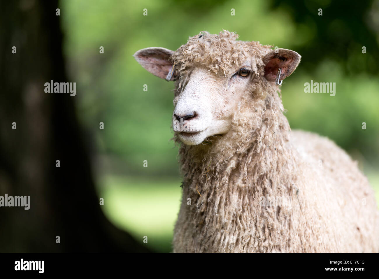 Schaf stehend im Feld, bokeh Hintergrund. Stockfoto