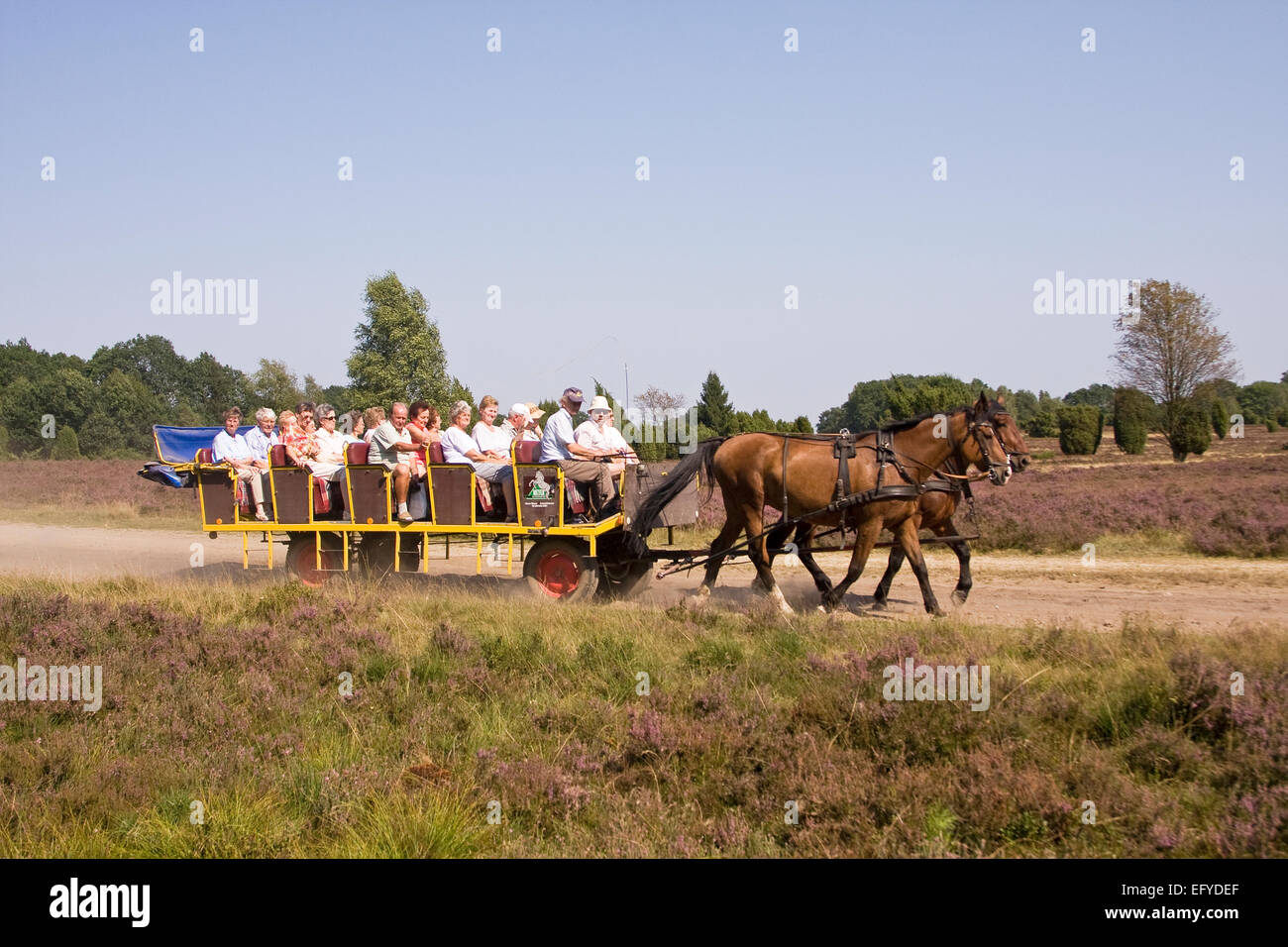 Kutschenfahrt in die Lüneburg Heath, Niedersachsen, Deutschland, Europa Stockfoto