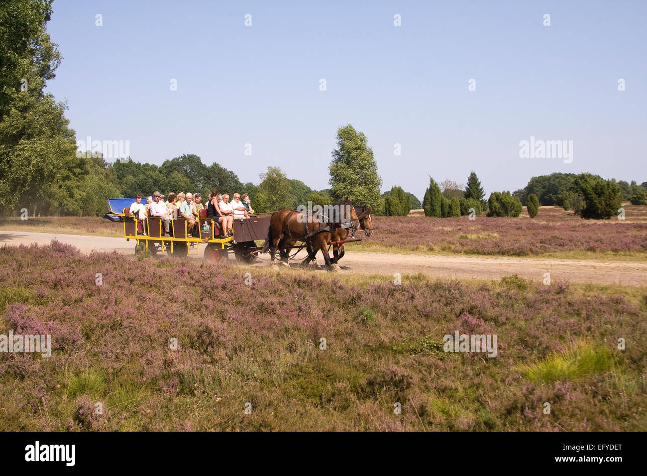 Kutschenfahrt in die Lüneburg Heath, Niedersachsen, Deutschland, Europa Stockfoto